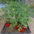 ミニトマトの苗植え